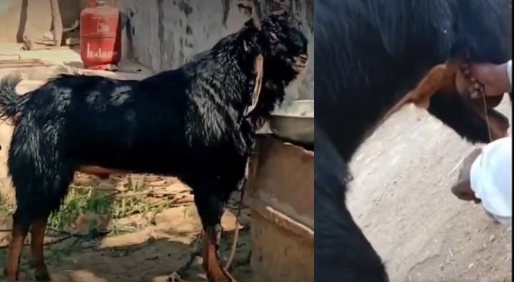 Male Goat Giving Milk : పాలిస్తున్న మేకపోతు.. రోజుకు ఎన్ని లీటర్లో తెలుసా?