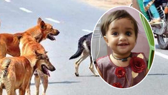 Stray Dogs: వీధి కుక్కలకు మరో చిన్నారి బలి..