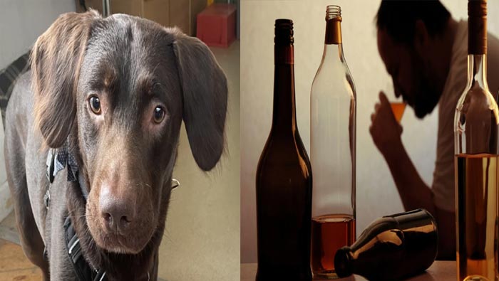 Alcoholic Dog : యజమాని చనిపోవడంతో మద్యానికి బానిసైన కుక్క