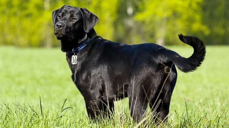 Gun Fire : కుక్క పెట్టిన చిచ్చు.. మహిళను తుపాకీతో కాల్చిన అల్లుడు కాని అల్లుడు