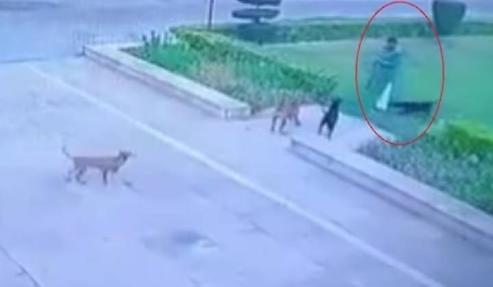 Dogs Attack: కుక్కల దాడిలో వ్యక్తి మృతి.. వార్నింగ్ వాక్ వెళ్లిన సమయంలో..