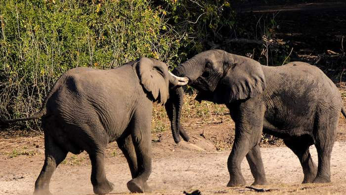 Elephants Fight : ఏనుగుల ఫైటింగ్.. వీడియో వైరల్