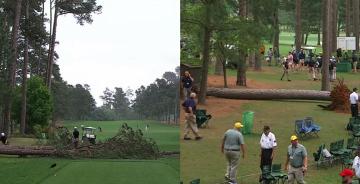 Fallen Pine Trees