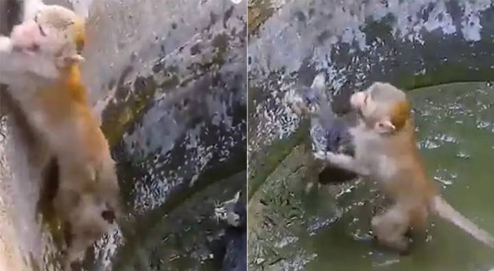 Monkey : బావిలో పడిన పిల్లిని కాపాడిన కోతి