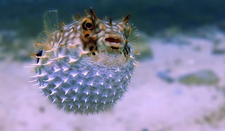 Puffer Fish: డెడ్లీ ఫిష్.. చేపను తిని భార్య మృతి.. కోమాలో భర్త..