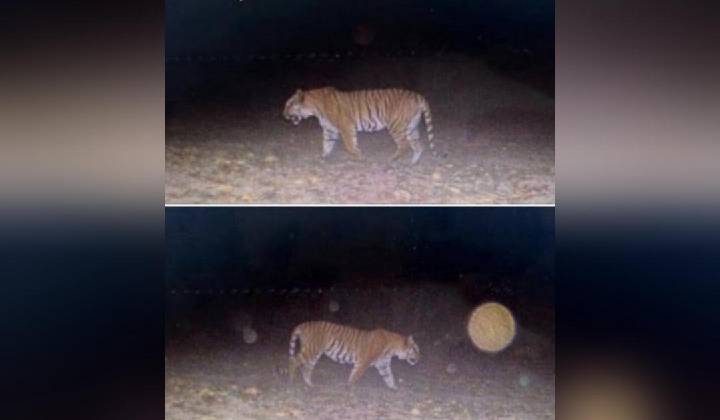 Tiger: 110 ఏళ్ల తరువాత ఆ రాష్ట్రంలో కనిపించిన పులి..