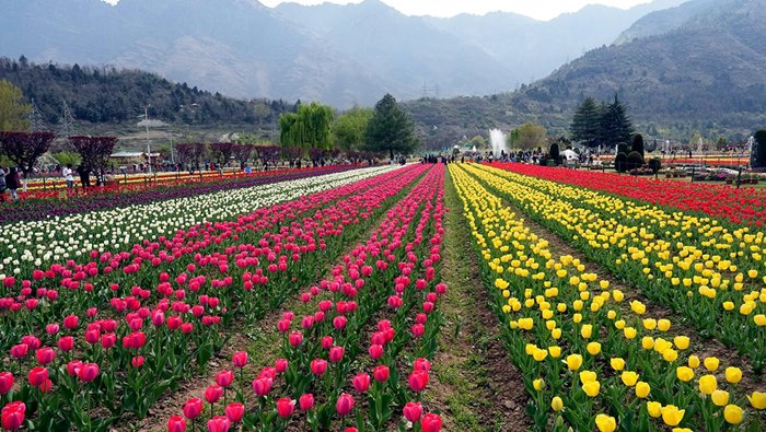Srinagar Tulip Garden: కొత్త పర్యాటక రికార్డును సృష్టించిన శ్రీనగర్‌లోని తులిప్‌ గార్డెన్‌