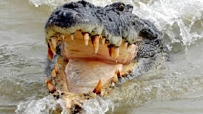 Crocodile Attack: వ్యక్తిపై మొసలి దాడి.. ఈ విధంగా చేసి చావు నుంచి తప్పించుకున్నాడు.