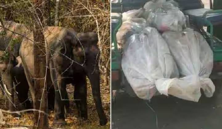 Elephants Attack: జార్ఖండ్‌లో దారుణం.. కుటుంబాన్ని తొక్కిచంపిన ఏనుగులు..