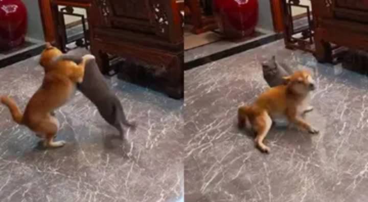 Dog Cat Fight : పిల్లి పులిలా మారింది..  దెబ్బకు కుక్క బుర్ర గిర్రున తిరిగింది