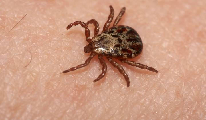 Powassan Virus Disease: “పోవాసాన్ వైరస్‌”తో యూఎస్‌లో ఒకరి మృతి.. పేల ద్వారా వైరస్ వ్యాప్తి..