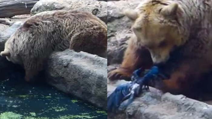 Viral : నీటిలో మునిగిపోతున్న కాకిని కాపాడిన ఎలుగుబంటి..