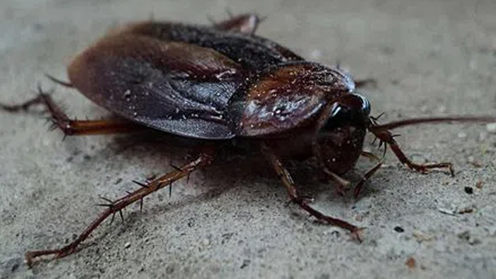 Hyderabad Biryani : బిర్యానీలో బొద్దింక.. రూ.20 వేలు ఫైన్‌