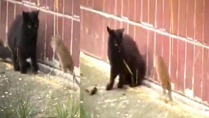 Viral : పిల్లిని ఓ ఆట ఆడుకున్న ఎలుక