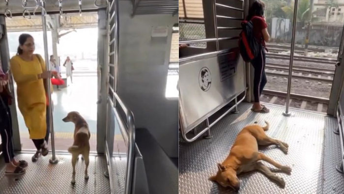 Mumbai : ముంబయి లోకల్ ట్రైన్‌లో డెయిలీ ప్రయాణిస్తున్న కుక్క