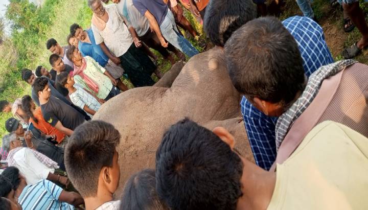 Elephants Roaming: ఏనుగుల బీభత్సం.. అక్కడ మహిళపై దాడి.. ఇక్కడ?