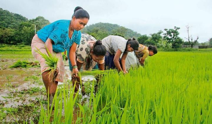 Monsoon: ఈ సారి సాధారణం కన్నా తక్కువ వర్షపాతమేనా..? రుతుపవనాలపై “ఎల్ నినో” ఎఫెక్ట్