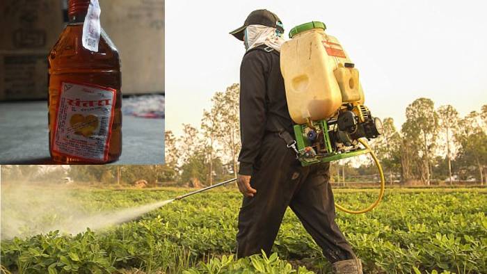 Farming with alcohol: మద్యం ఆరోగ్యానికి మంచిది కాదు.. కానీ పంటలకు మంచిదే.. లిక్కర్‌తో వ్యవసాయం ఎక్కడంటే..?