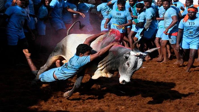 Jallikattu