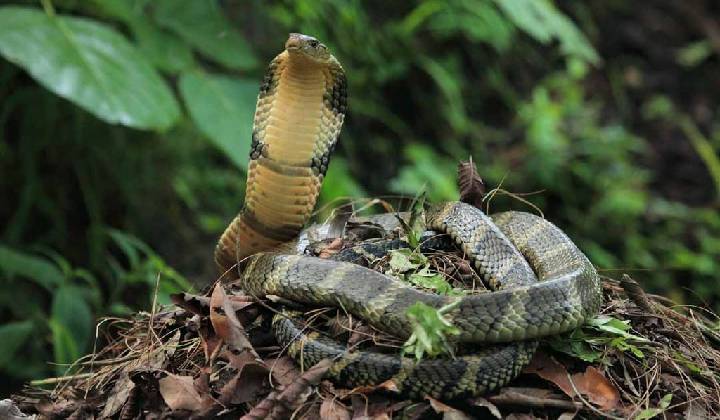 King Cobra 2
