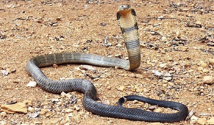 King Cobra