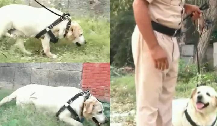 Dog Beats Cancer: క్యాన్సర్‌ని జయించిన పోలీస్ జాగిలం.. తిరిగి విధుల్లోకి..