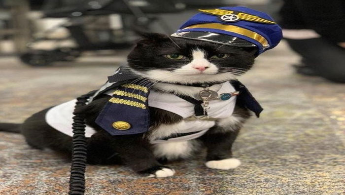 America Cat:  పిల్లికి ఉద్యోగం.. పనేంటో తెలుసా..?