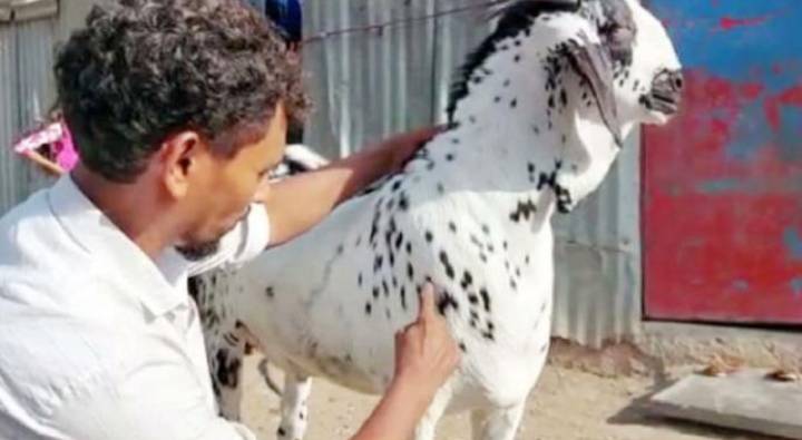 Bakrid Goats
