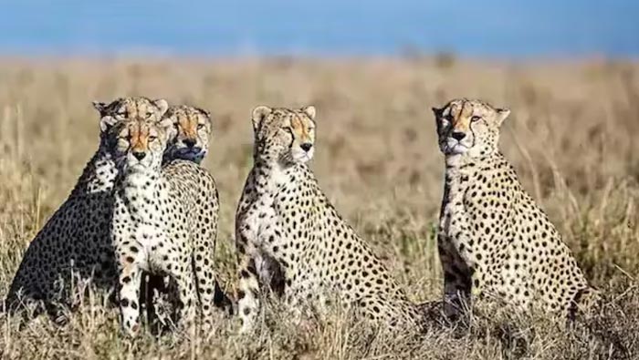 Cheetahs: కూనో నేషనల్ పార్క్ లో చీతాల మధ్య ఘర్షణ..!