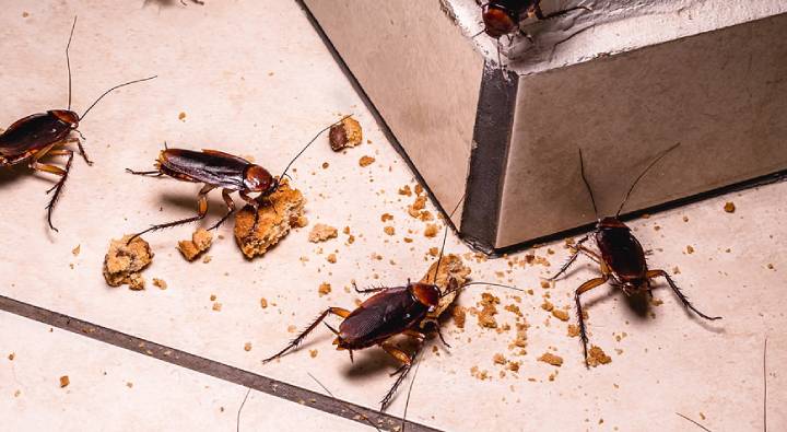 Cockroach: ఇంట్లోకి బొద్దింకలు వస్తున్నాయా.. ఈ 5 మార్గాలతో వాటిని వదిలించుకోండి