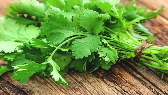 Coriander Leaves