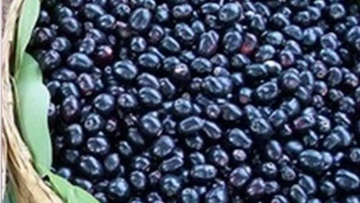 Jamun helps:   అల్ల నేరేడుతో మధుమేహం, గుండె జబ్బులకు చెక్‌