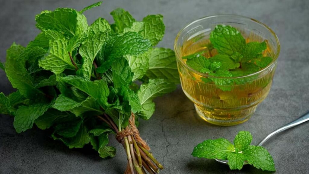 Mint Leaves