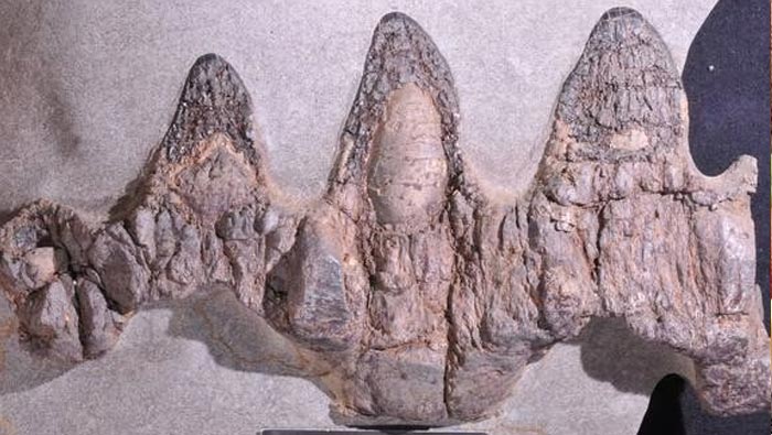 New Zealand:   న్యూజీలాండ్‌లో 80 మిలియన్‌ ఏళ్ల నాటి సముద్ర రాక్షసుడు అవశేషాలు