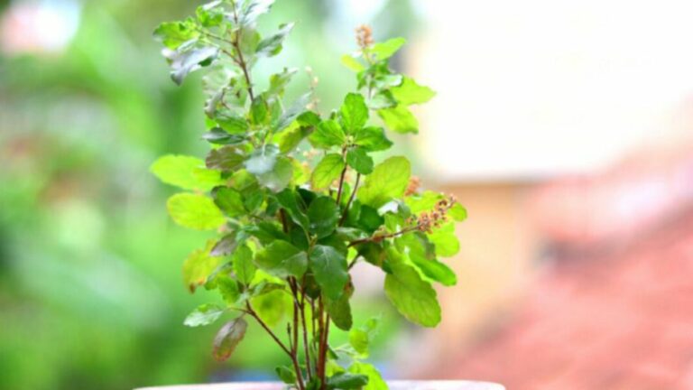 Health Tips: ఉదయాన్నే ఈ ఆకు తింటే.. ఒంట్లోని కొవ్వు ఇట్టే కరిగిపోతుంది!