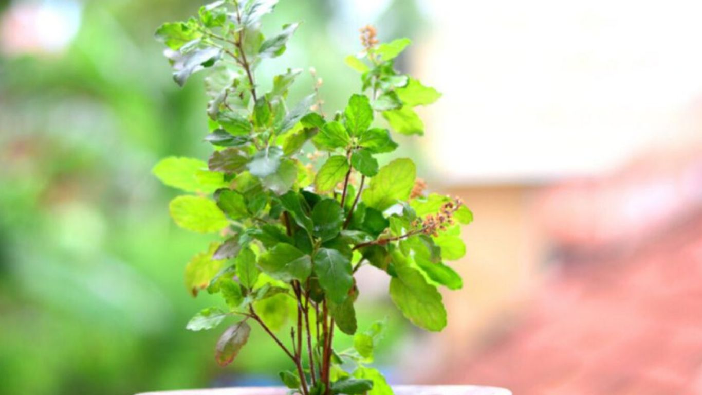 Health Tips: ఉదయాన్నే ఈ ఆకు తింటే.. ఒంట్లోని కొవ్వు ఇట్టే కరిగిపోతుంది!