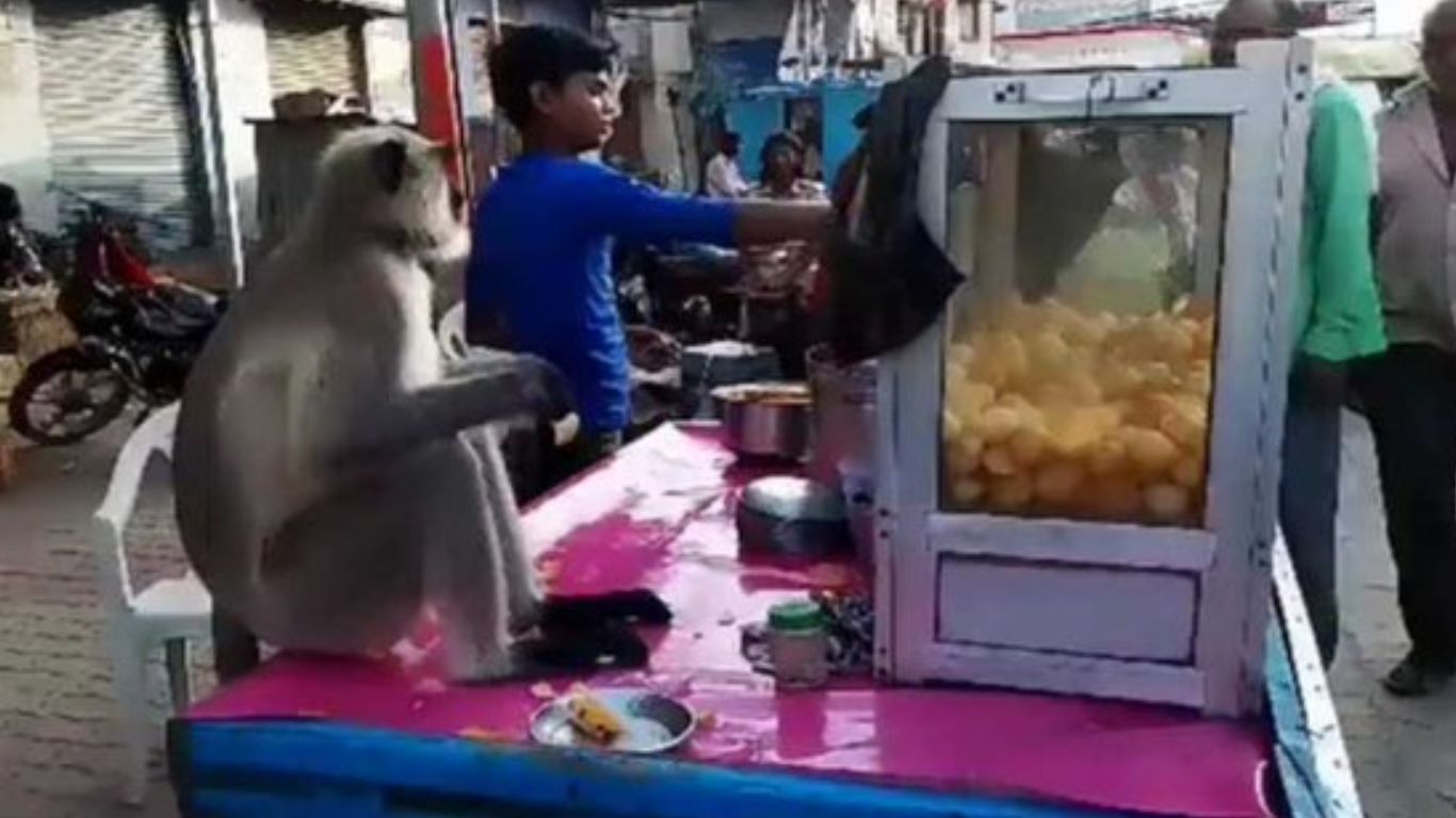 Langur Viral Video: అచ్చు మనిషి లానే.. పానీపూరి ఇష్టంగా తింటున్న కొండముచ్చు! వీడియో చూస్తే షాకే