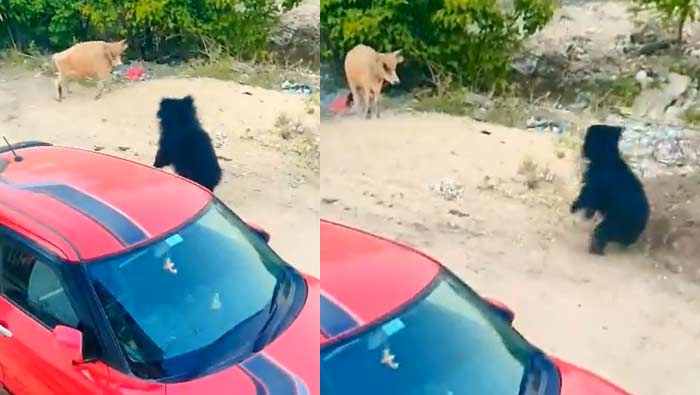 Bears in Town : బెంబేలెత్తిస్తున్న ఎలుగుబంట్లు..