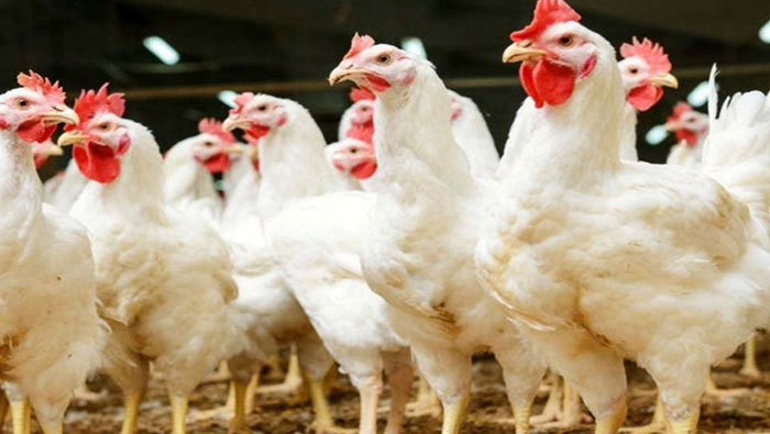 Chiken