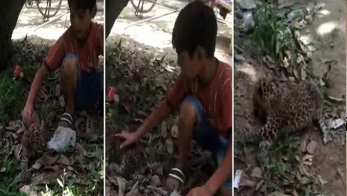 Viral: చిరుత పిల్లతో ఆడుకుంటున్న పిల్లాడు.. అది పిల్లి కాదు పులి అంటున్న నెటిజన్స్..