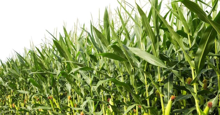 Corn Cultivation : మొక్కజొన్న సాగులో అధిక దిగుబడినిచ్చే మేలైన రకాలు..