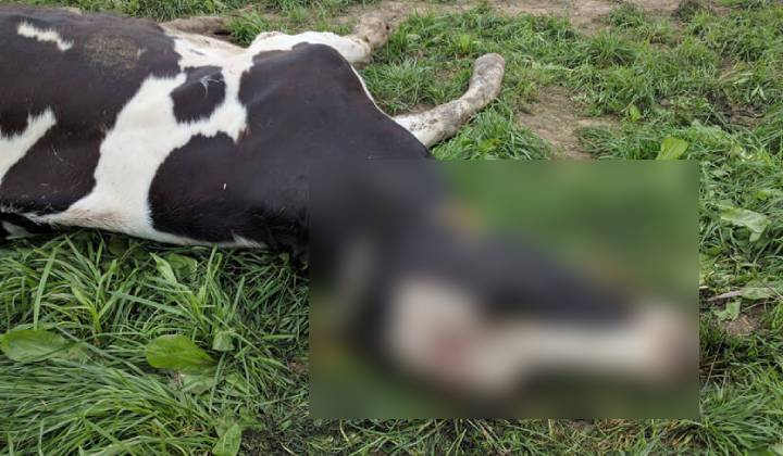 Cow And Calf Death