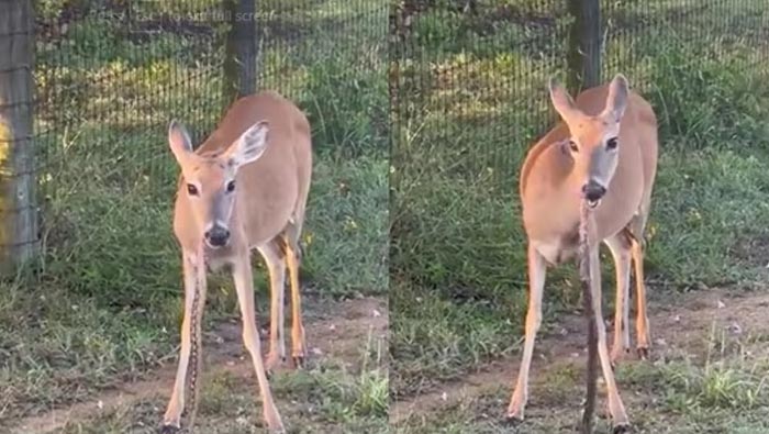 Deer Eat Snake: పామును గడ్డిలా బరా బరా నమిలి తిన్న జింక
