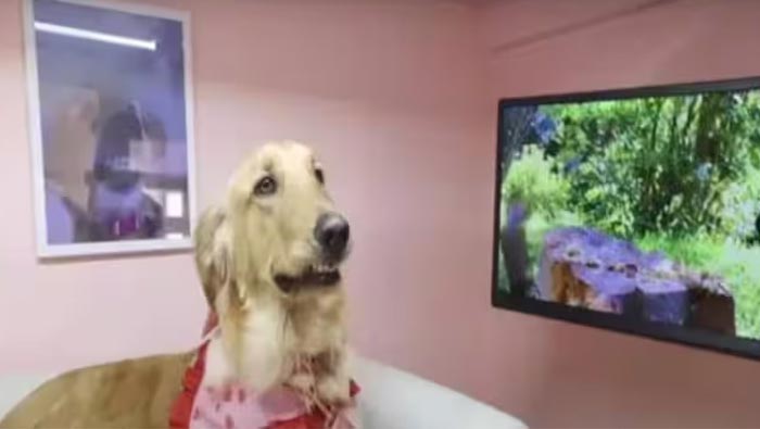 California: కుక్క కోసం లగ్జరీ ఇళ్లు.. ఎంత పెట్టి నిర్మించాడో.. తెలిస్తే షాకవ్వాల్సిందే