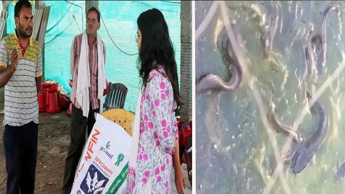 Fish Farming: చెరువు లేకుండా చేపల పెంపకం.. లక్షల్లో ఆదాయం..!