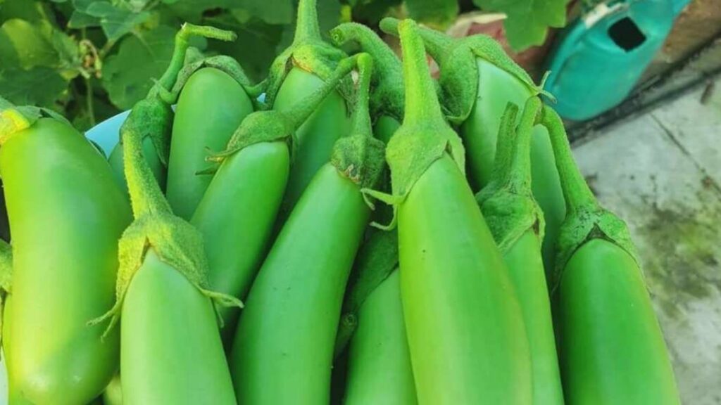 Green Brinjal