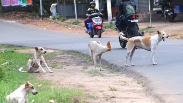 Dogs Attack: ఐదేళ్ల బాలుడిపై వీధికుక్కల దాడి..