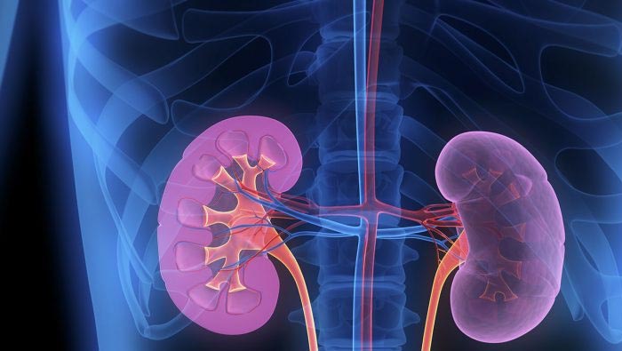 Kidney Stones: కిడ్నీలో రాళ్లున్నాయా.. ఇలా చేయండి తొందరగా కరిగిపోతాయి..!