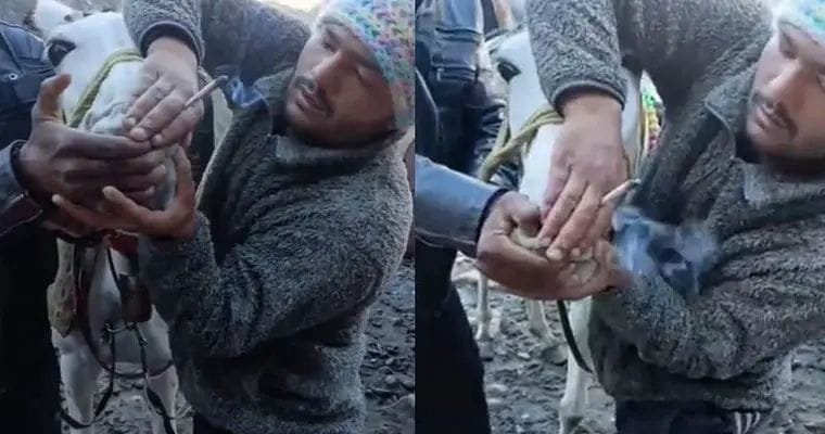 Uttarakhand : కేదార్‌నాథ్‌లో దారుణం.. గుర్రానికి బలవంతంగా గంజాయి..ఆపై..