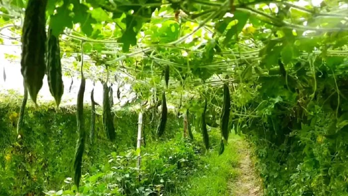 Farming: సేంద్రీయ పద్ధతిలో కూరగాయల సాగు.. ఆదర్శంగా నిలుస్తున్న రైతు